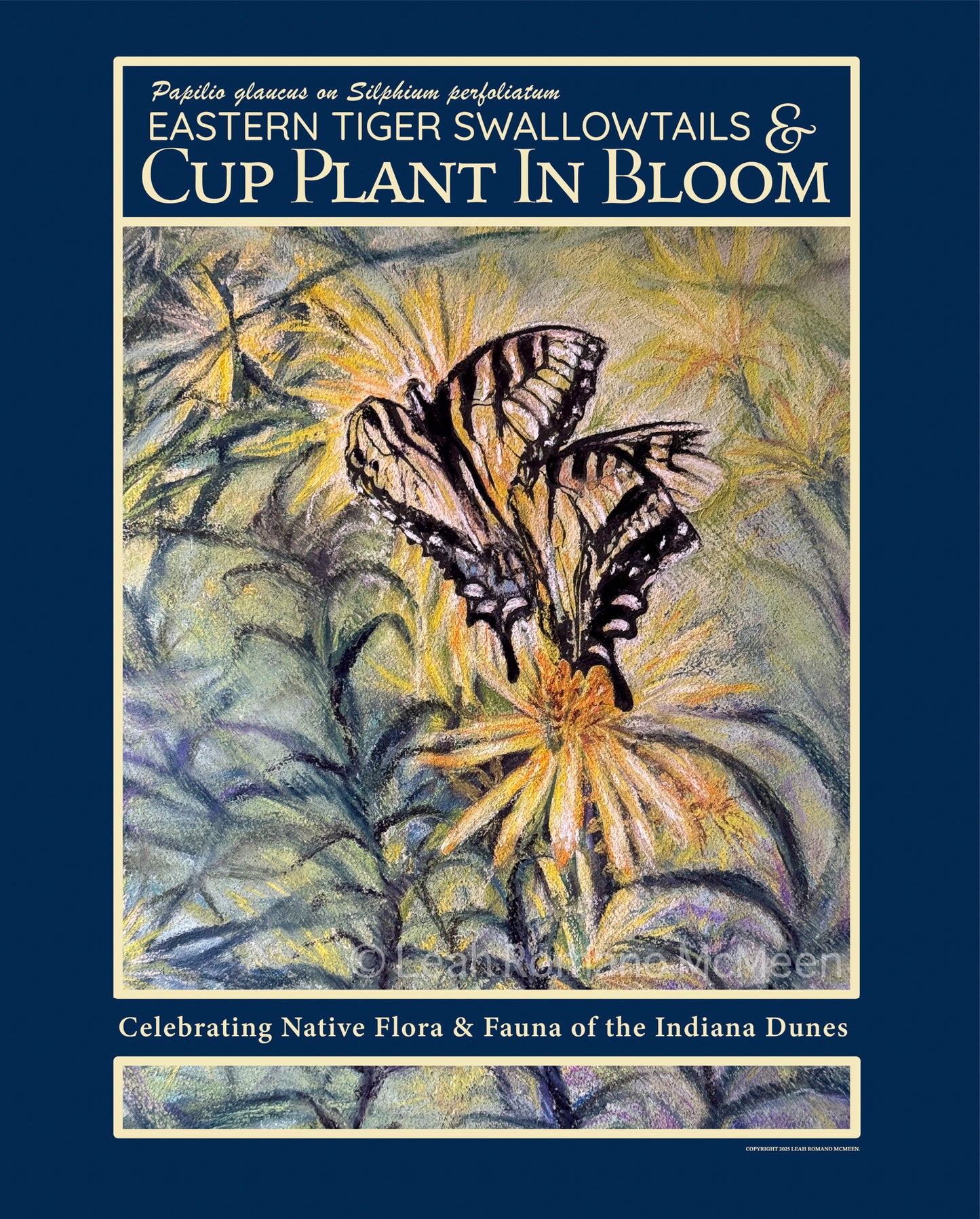 Swallowtails and Cup Plant in Bloom – Indiana Dunes Poster
