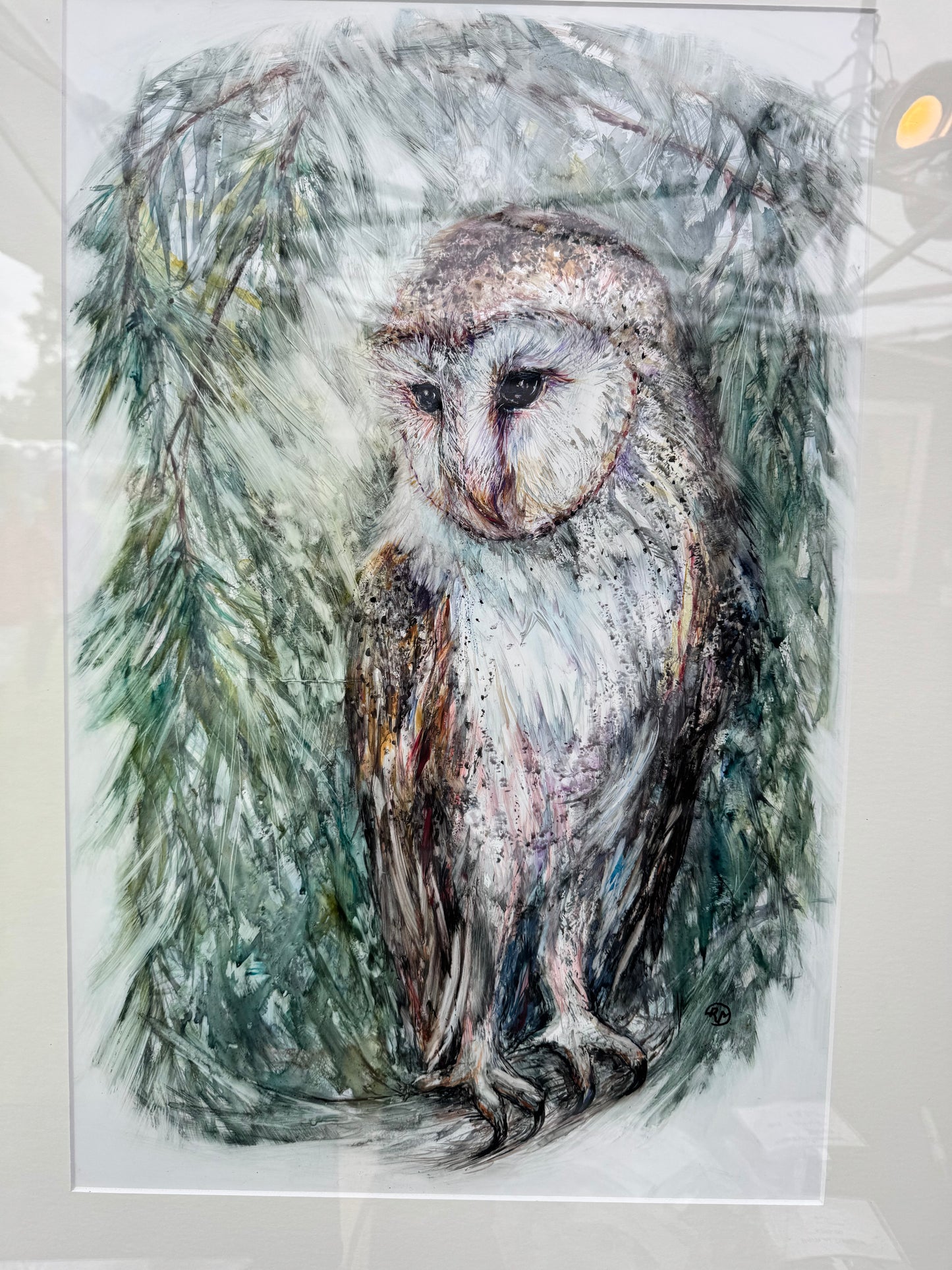 Barn Owl In The Evergreens