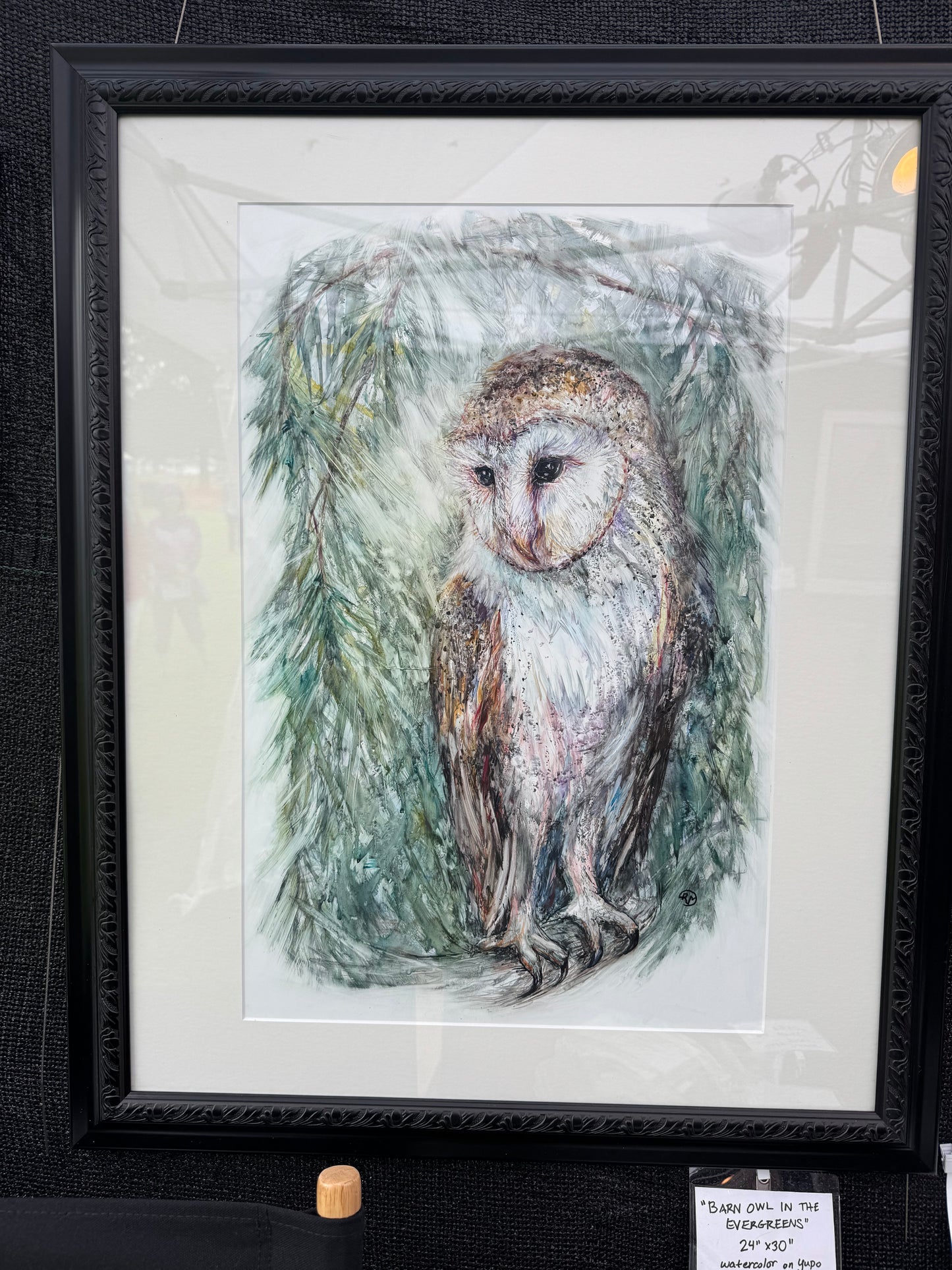 Barn Owl In The Evergreens