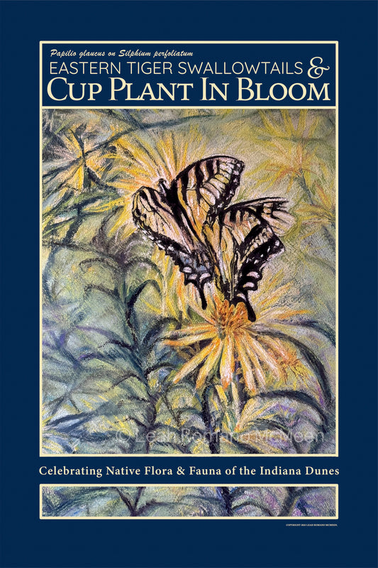 Swallowtails and Cup Plant in Bloom – Indiana Dunes Poster