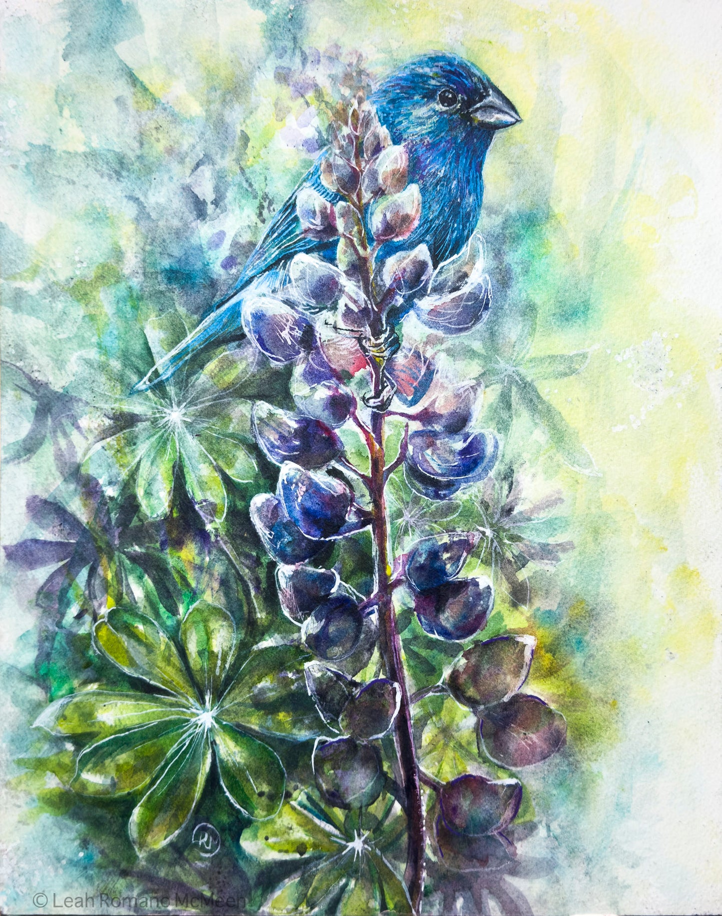 Indigo Bunting Bird And Lupine Giclée Print