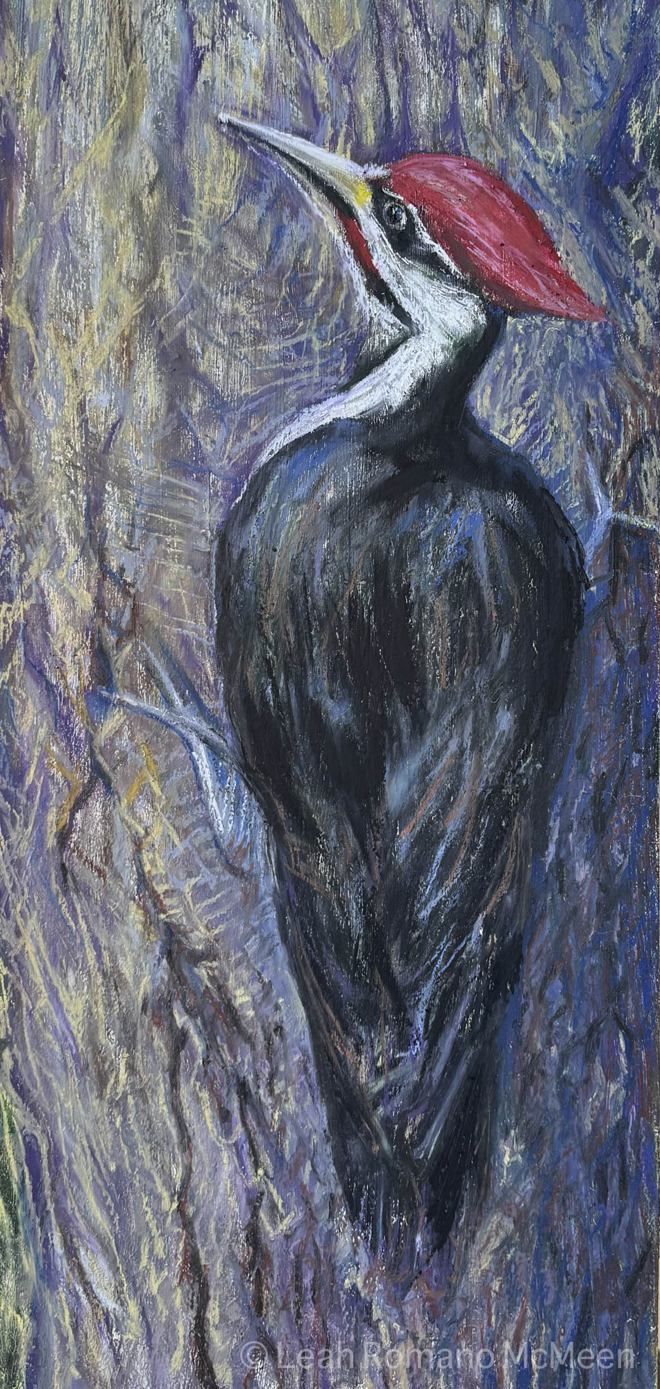 Pileated Woodpecker Bird – Giclée Print from Oil Pastel Original