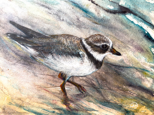Piping Plover Bird Giclée Print
