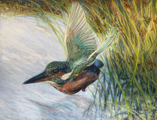 Kingfisher Over Water – Giclée Print from Soft Pastel Original Bird Art